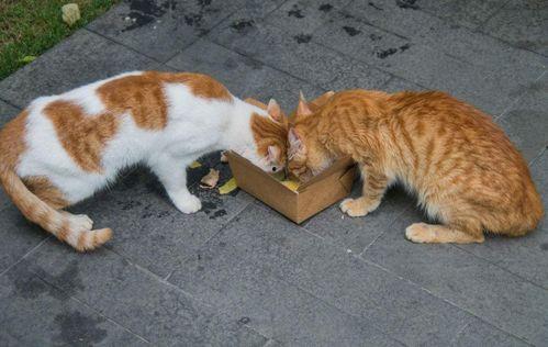 娱乐吃瓜酱流浪猫小菊,娱乐吃瓜酱的温馨故事  第1张